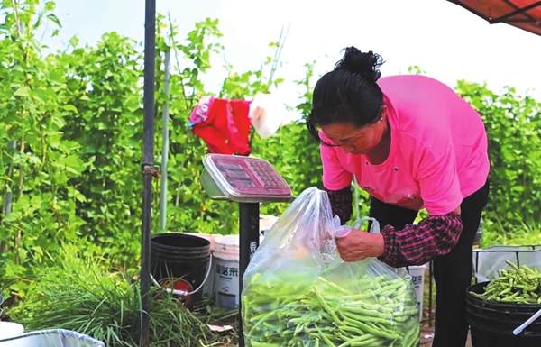 忻府区：豆角地里“架”起致富桥